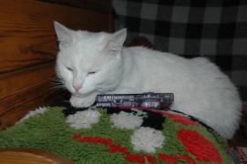 Cat Carlos Cat Carlos