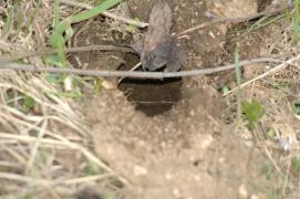 Wuehlmausloch/vole hole Wuehlmausloch/vole hole
