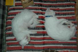 Phoebe, Carlos/sweet dreams of supple fish Phoebe, Carlos/sweet dreams of supple fish