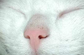 Carlos/presumably Carlos/presumably