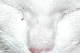 Phoebe/more likely Phoebe/more likely