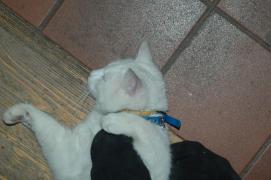 Carlos/do(n't)-tread-on-me-cat Carlos/do(n't)-tread-on-me-cat