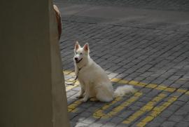 Hundestadt/Samoyède/Bern/Berne Schweiz/Switzerland) Hundestadt/Samoyède/Bern/Berne Schweiz/Switzerland)