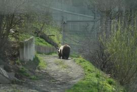von hinten/Björk's backside/Bern/Berne Schweiz/Switzerland) von hinten/Björk's backside/Bern/Berne Schweiz/Switzerland)