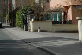 Katze .../Bern/Berne Schweiz/Switzerland) Katze .../Bern/Berne Schweiz/Switzerland)