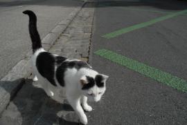 Kuhkatzenmodel/Bern/Berne Schweiz/Switzerland) Kuhkatzenmodel/Bern/Berne Schweiz/Switzerland)