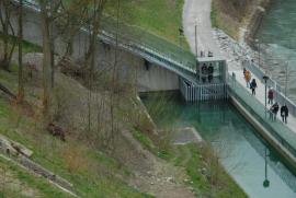 Bärin Björk im BärInnengehege/Bern/Berne Schweiz/Switzerland Bärin Björk im BärInnengehege/Bern/Berne Schweiz/Switzerland