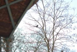 Krah Krah/Bern/Berne Schweiz/Switzerland Krah Krah/Bern/Berne Schweiz/Switzerland