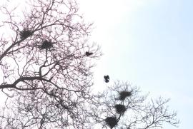 Krähen 2/Bern/Berne Schweiz/Switzerland Krähen 2/Bern/Berne Schweiz/Switzerland