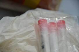 Penicillium Candidum (penicillium camemberti) aus Corinna Leidingers Shop Penicillium Candidum (penicillium camemberti) aus Corinna Leidingers Shop