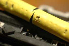 "the tiger's neck after the bite" "the tiger's neck after the bite"