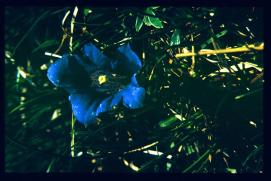 Oesterreich-Reise Juli 1991/Blume/flower Oesterreich-Reise Juli 1991/Blume/flower