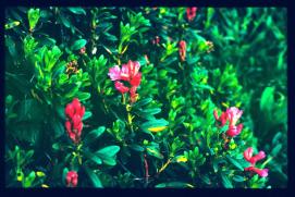 Oesterreich-Reise Juli 1991/Blumen/flowers Oesterreich-Reise Juli 1991/Blumen/flowers