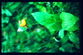 Oesterreich-Reise Juli 1991/Trollblume Oesterreich-Reise Juli 1991/Trollblume