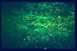 Oesterreich-Reise Juli 1991/Murmeltier Oesterreich-Reise Juli 1991/Murmeltier