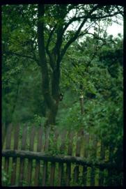 Kohlmeise? Specht?/jedenfalls Vogel in Mutters Garten Kohlmeise? Specht?/jedenfalls Vogel in Mutters Garten