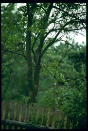 Kohlmeise? Specht?/jedenfalls Vogel in Mutters Garten Kohlmeise? Specht?/jedenfalls Vogel in Mutters Garten
