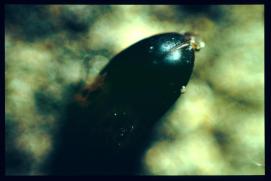 Ostern 1992/Kaefer?/beetle? Ostern 1992/Kaefer?/beetle?