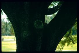 USA Weihnachten 1993/1994/New Orleans Park USA Weihnachten 1993/1994/New Orleans Park