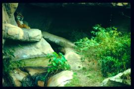 USA Weihnachten 1993/1994/New Orleans Zoo/Tiger USA Weihnachten 1993/1994/New Orleans Zoo/Tiger