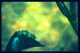 USA Weihnachten 1993/1994/New Orleans Zoo/Emu head? USA Weihnachten 1993/1994/New Orleans Zoo/Emu head?