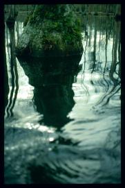 USA Weihnachten 1993/1994/Charleston SC/Mangrove Swamps USA Weihnachten 1993/1994/Charleston SC/Mangrove Swamps