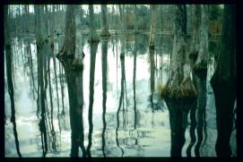 USA Weihnachten 1993/1994/Charleston SC/Mangrove Swamps USA Weihnachten 1993/1994/Charleston SC/Mangrove Swamps