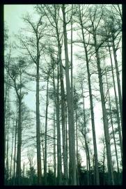 USA Weihnachten 1993/1994/Charleston SC/Mangrove Swamps USA Weihnachten 1993/1994/Charleston SC/Mangrove Swamps