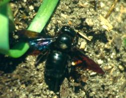 Seyfrieds Herbst 1995/kaefer Seyfrieds Herbst 1995/kaefer